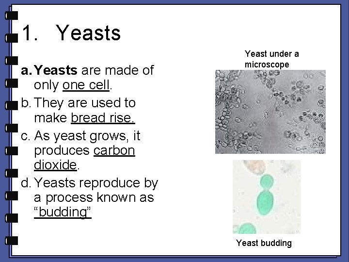 1. Yeasts are made of only one cell. b. They are used to make