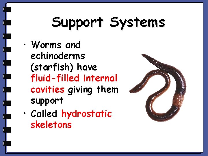 Support Systems • Worms and echinoderms (starfish) have fluid-filled internal cavities giving them support