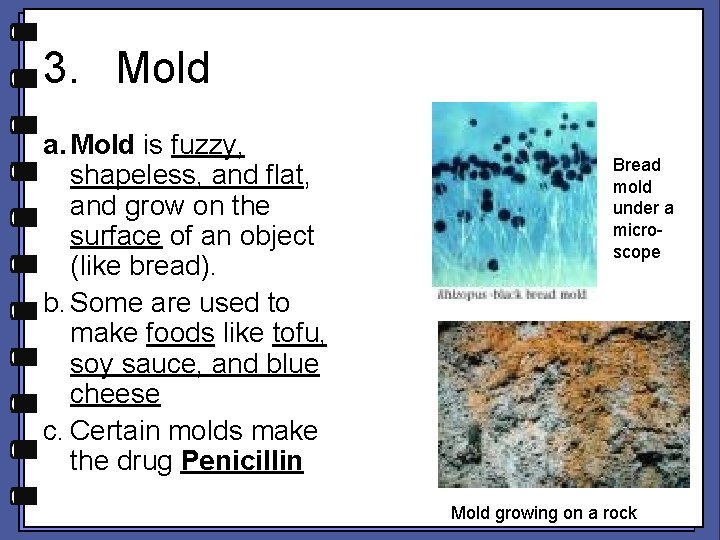 3. Mold a. Mold is fuzzy, shapeless, and flat, and grow on the surface