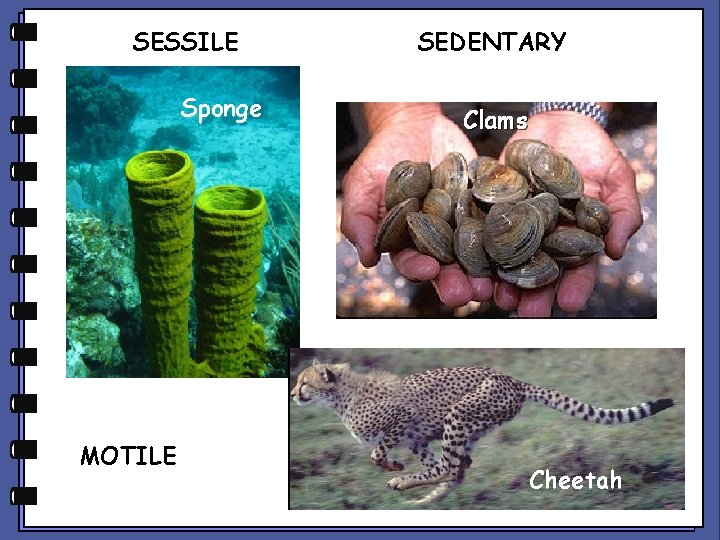 SESSILE Sponge MOTILE SEDENTARY Chiton Clams Cheetah 