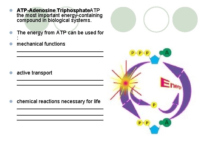 l ATP-Adenosine Triphosphate. ATP the most important energy-containing compound in biological systems. l The