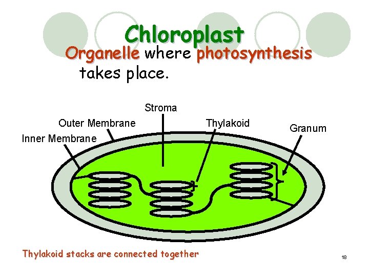 Chloroplast Organelle where photosynthesis takes place. Stroma Outer Membrane Inner Membrane Thylakoid stacks are