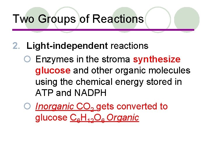 Two Groups of Reactions 2. Light-independent reactions ¡ Enzymes in the stroma synthesize glucose