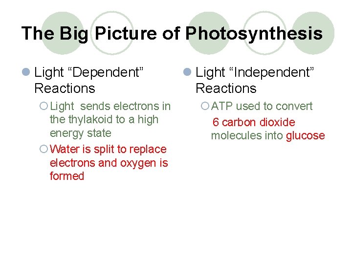 The Big Picture of Photosynthesis l Light “Dependent” Reactions ¡ Light sends electrons in