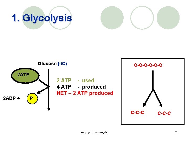 1. Glycolysis Glucose (6 C) C-C-C-C 2 ATP 2 ADP + P 2 ATP