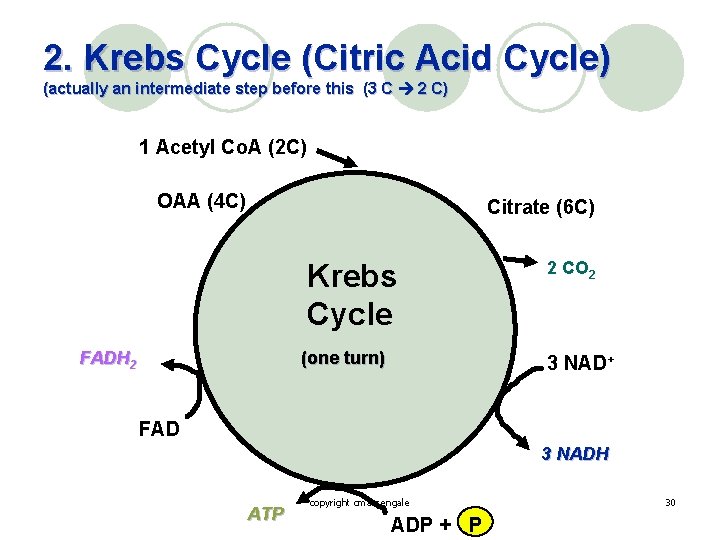 2. Krebs Cycle (Citric Acid Cycle) (actually an intermediate step before this (3 C