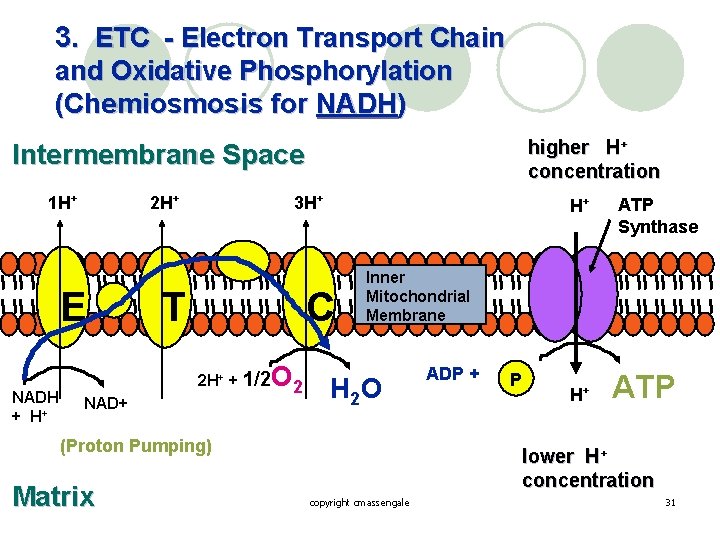 3. ETC - Electron Transport Chain and Oxidative Phosphorylation (Chemiosmosis for NADH) higher H+