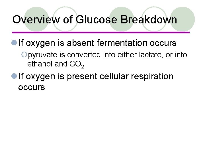 Overview of Glucose Breakdown l If oxygen is absent fermentation occurs ¡pyruvate is converted