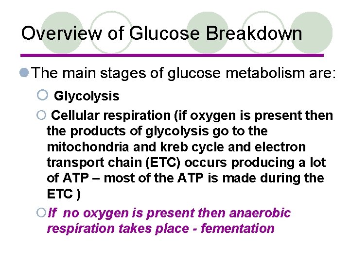 Overview of Glucose Breakdown l The main stages of glucose metabolism are: ¡ Glycolysis