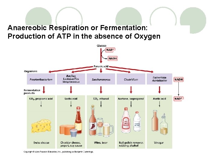 Anaereobic Respiration or Fermentation: Production of ATP in the absence of Oxygen 