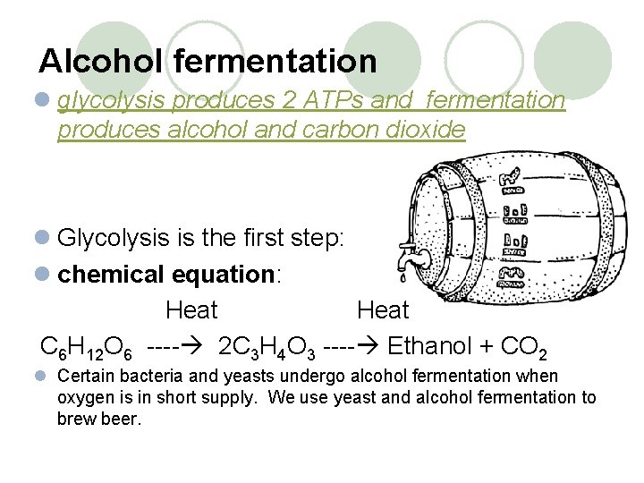 Alcohol fermentation l glycolysis produces 2 ATPs and fermentation produces alcohol and carbon dioxide