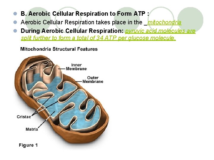 l B. Aerobic Cellular Respiration to Form ATP : l Aerobic Cellular Respiration takes