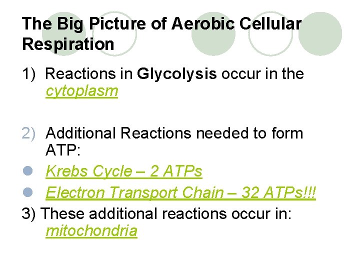 The Big Picture of Aerobic Cellular Respiration 1) Reactions in Glycolysis occur in the