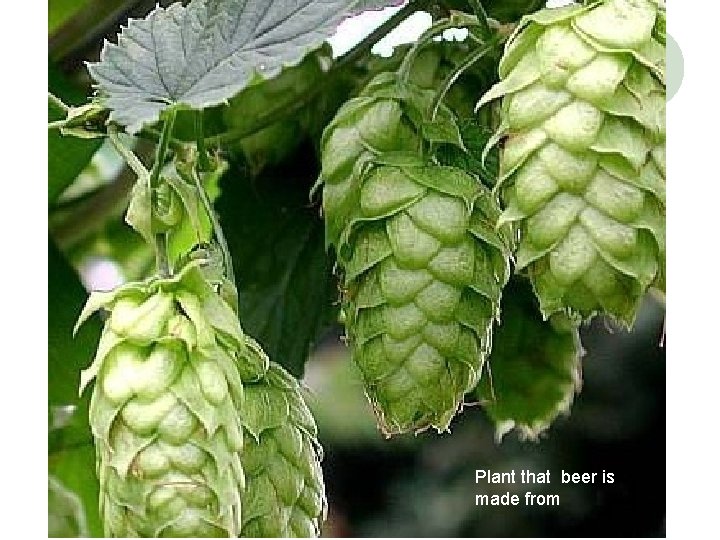 Plant that beer is made from 