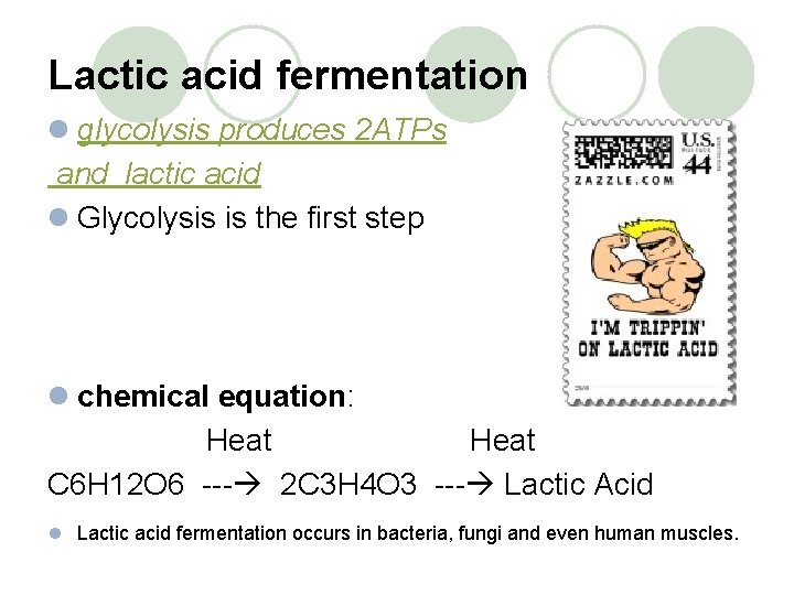 Lactic acid fermentation l glycolysis produces 2 ATPs and lactic acid l Glycolysis is