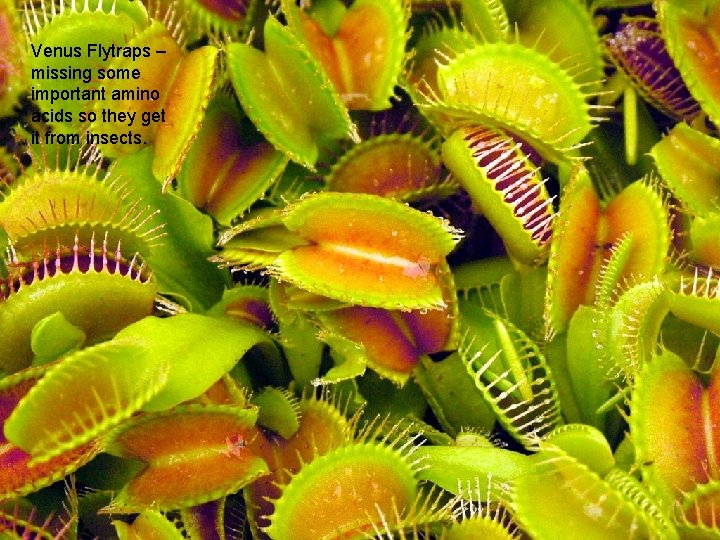 Venus Flytraps – missing some important amino acids so they get it from insects.