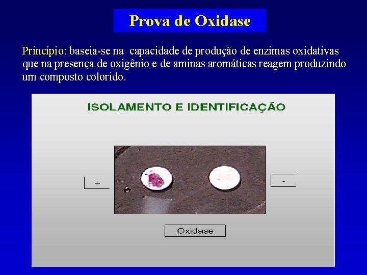 Prova de Oxidase Princípio: baseia-se na capacidade de produção de enzimas oxidativas que na