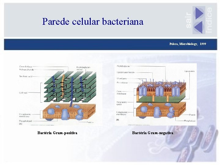 Parede celular bacteriana Pelcza, Microbiology, 1999. Bactéria Gram-positiva Bactéria Gram-negativa 