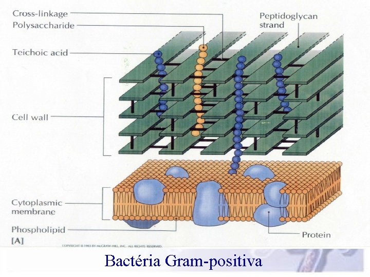 Bactéria Gram-positiva 
