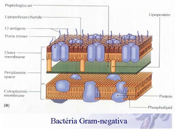 Bactéria Gram-negativa 