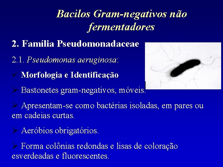 Bacilos Gram-negativos não fermentadores 2. Família Pseudomonadaceae 2. 1. Pseudomonas aeruginosa: Morfologia e Identificação