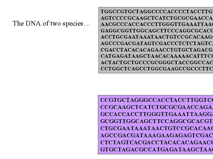 The DNA of two species… TGGCCGTGCTAGGCCCCACCCCTACCTTGC AGTCCCCGCAAGCTCATCTGCGCGAACCAG AACGCCCACCACCCTTGGGTTGAAATTAAG GAGGCGGTTGGCAGCTTCCCAGGCGCACG ACCTGCGAATAACTGTCCGCACAAGG AGCCCGACGATAGTCGACCCTCTCTAGTCA CGACCTACACACAGAACCTGTGCTAGACGC CATGAGATAAGCTAACACAAAAACATTTCC ACTACTGCTGCCCGCGGGCTACCGGCCAC