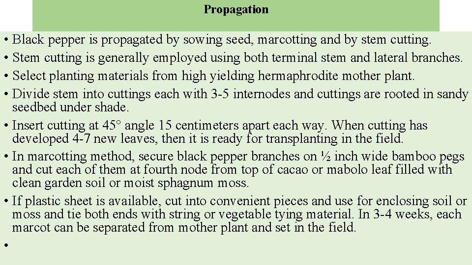 Propagation • Black pepper is propagated by sowing seed, marcotting and by stem cutting.