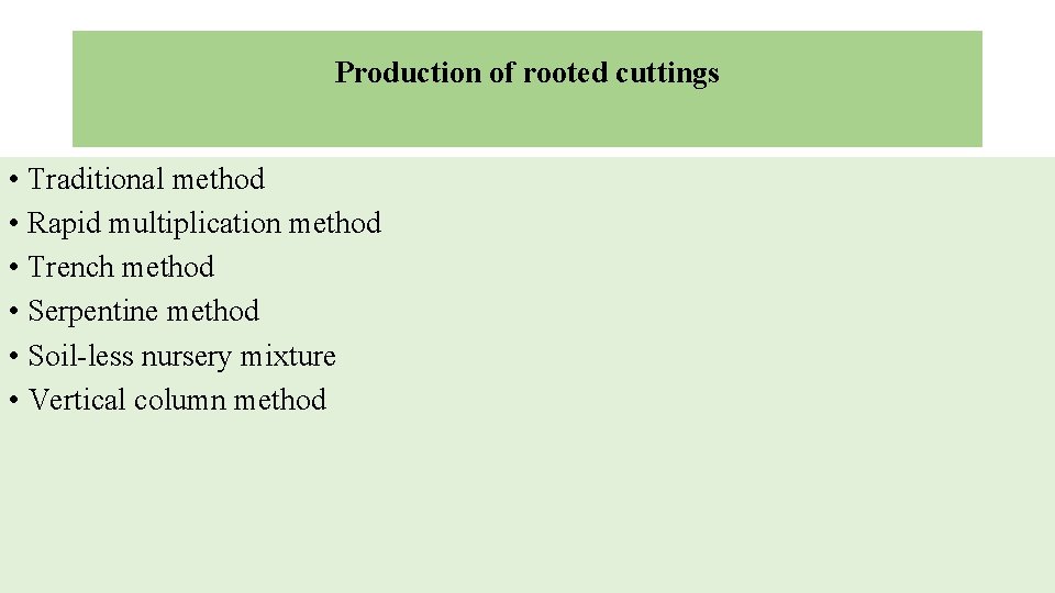 Production of rooted cuttings • Traditional method • Rapid multiplication method • Trench method