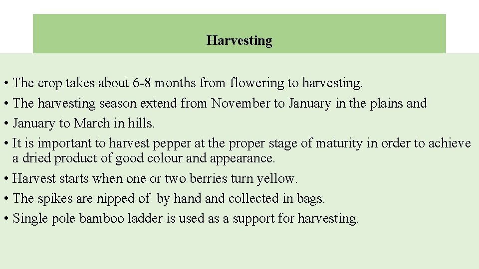 Harvesting • The crop takes about 6 -8 months from flowering to harvesting. •