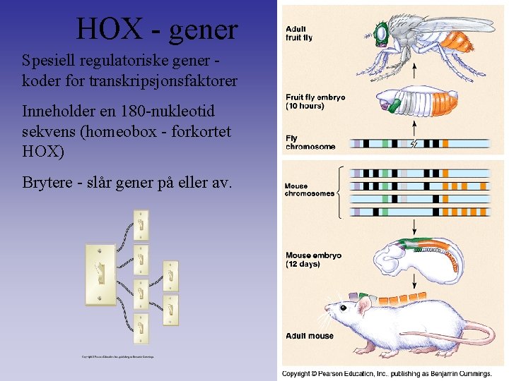 HOX - gener Spesiell regulatoriske gener koder for transkripsjonsfaktorer Inneholder en 180 -nukleotid sekvens