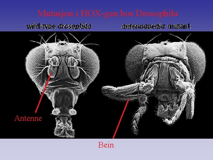 Mutasjon i HOX-gen hos Drosophila Antenne Bein 