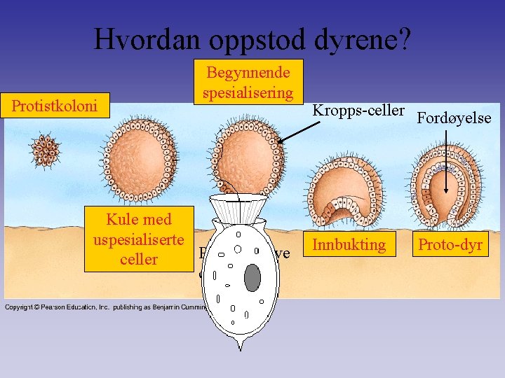 Hvordan oppstod dyrene? Protistkoloni Begynnende spesialisering Kule med uspesialiserte Reproduktive celler Kropps-celler Fordøyelse Innbukting