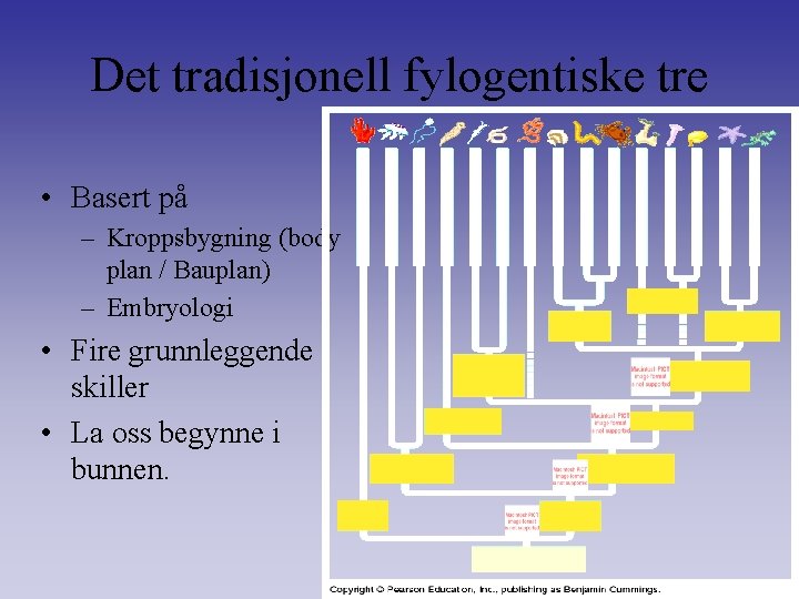 Det tradisjonell fylogentiske tre • Basert på – Kroppsbygning (body plan / Bauplan) –