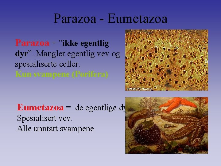 Parazoa - Eumetazoa Parazoa = ”ikke egentlig dyr”. Mangler egentlig vev og spesialiserte celler.
