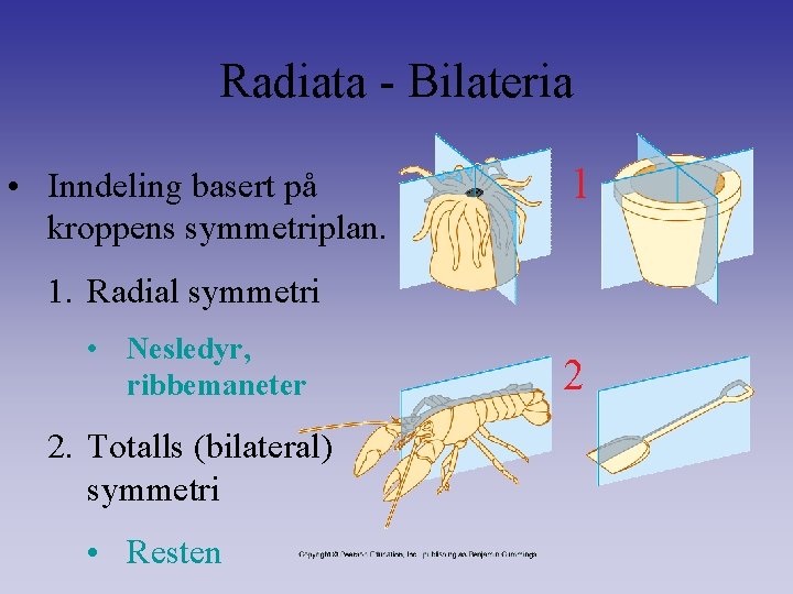 Radiata - Bilateria • Inndeling basert på kroppens symmetriplan. 1 1. Radial symmetri •