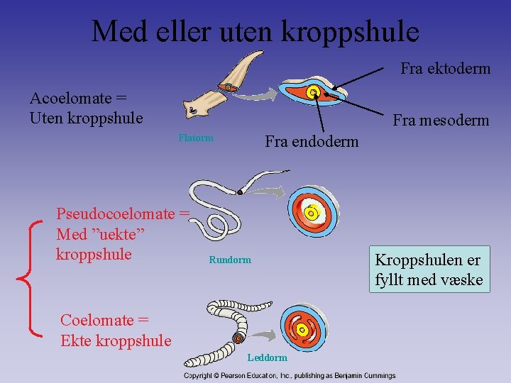 Med eller uten kroppshule Fra ektoderm Acoelomate = Uten kroppshule Fra mesoderm Fra endoderm