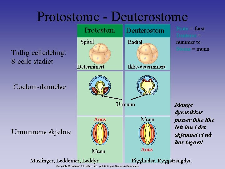 Protostome - Deuterostome Protostom Spiral Tidlig celledeling: 8 -celle stadiet Deuterostom Radial Determinert Proto