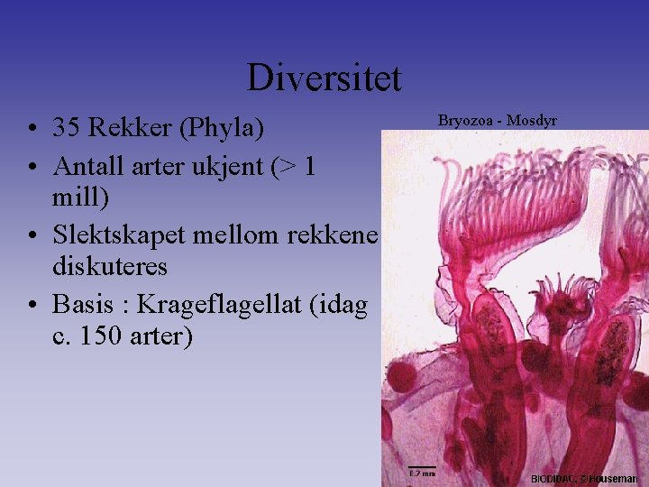 Diversitet • 35 Rekker (Phyla) • Antall arter ukjent (> 1 mill) • Slektskapet