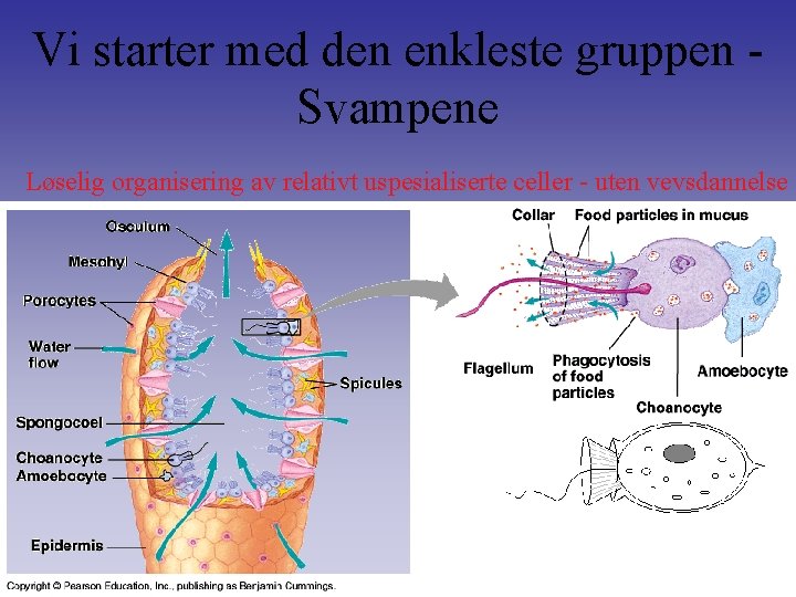 Vi starter med den enkleste gruppen Svampene Løselig organisering av relativt uspesialiserte celler -