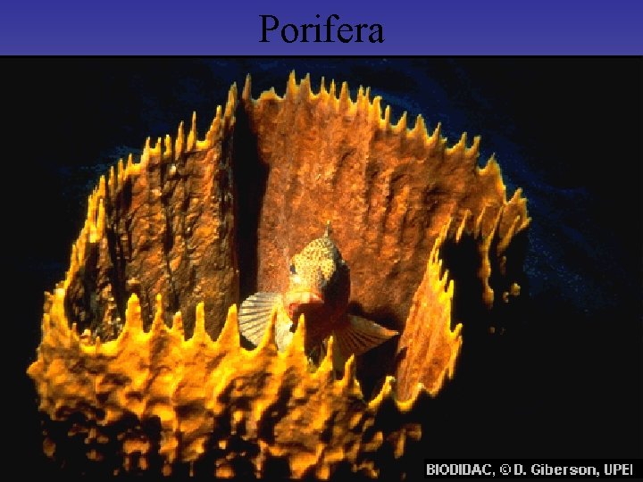 Porifera • • Pore - bærer (ser ut som en perforert sekk) 0. 01