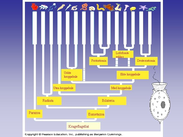Lofoforate rekker Protostomia Deuterostomia Uekte kroppshule Ekte kroppshule Uten kroppshule Med kroppshule Radiata Parazoa