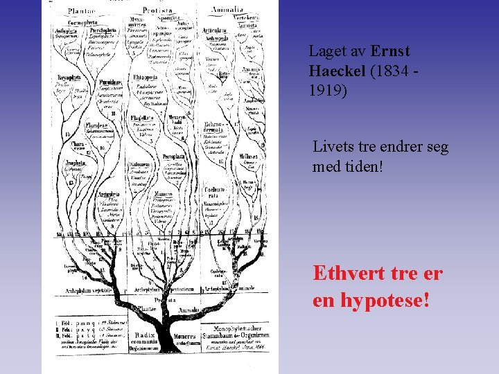 Laget av Ernst Haeckel (1834 1919) Livets tre endrer seg med tiden! Ethvert tre