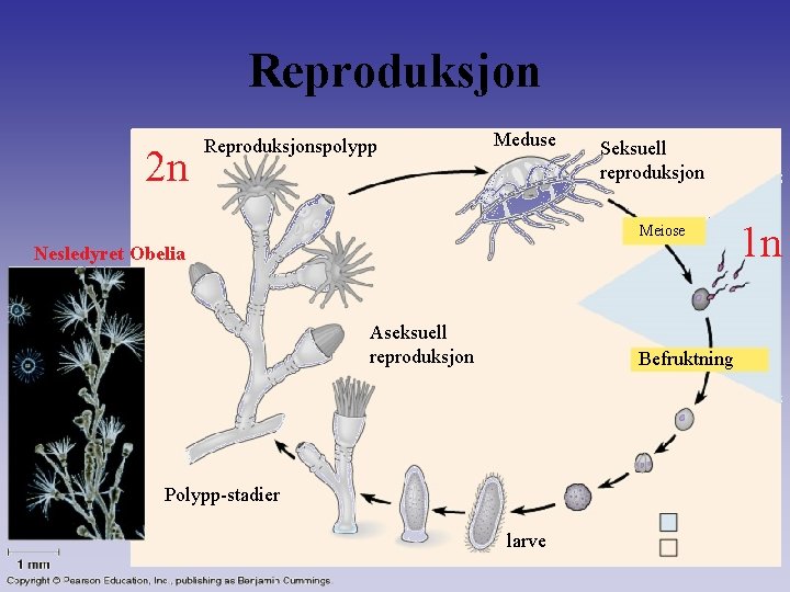 Reproduksjon 2 n Reproduksjonspolypp Meduse Seksuell reproduksjon Meiose Nesledyret Obelia Aseksuell reproduksjon Befruktning Polypp-stadier