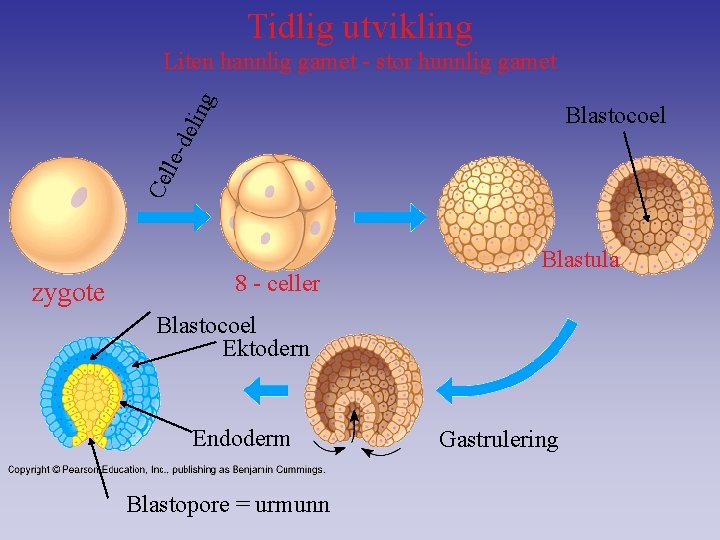 Tidlig utvikling del ing Liten hannlig gamet - stor hunnlig gamet Ce lle- Blastocoel