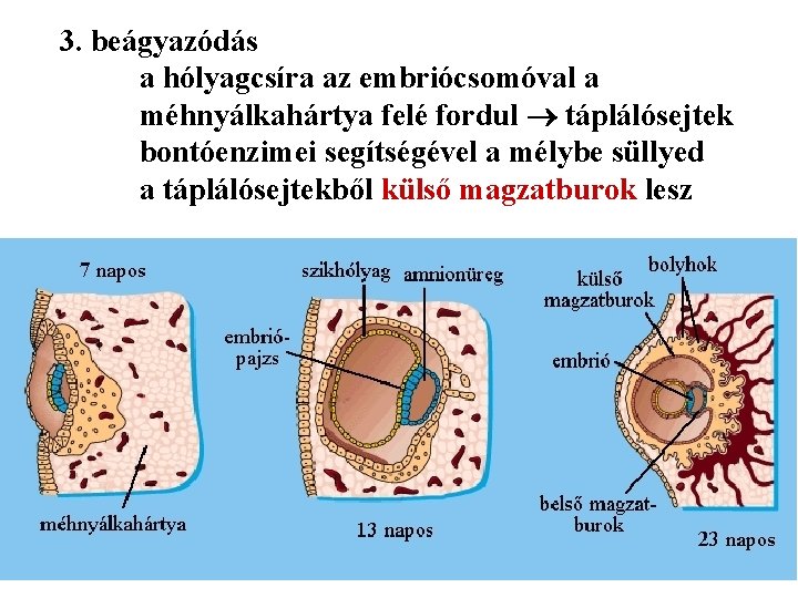 3. beágyazódás a hólyagcsíra az embriócsomóval a méhnyálkahártya felé fordul táplálósejtek bontóenzimei segítségével a