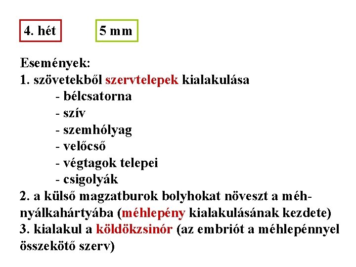 4. hét 5 mm Események: 1. szövetekből szervtelepek kialakulása - bélcsatorna - szív -