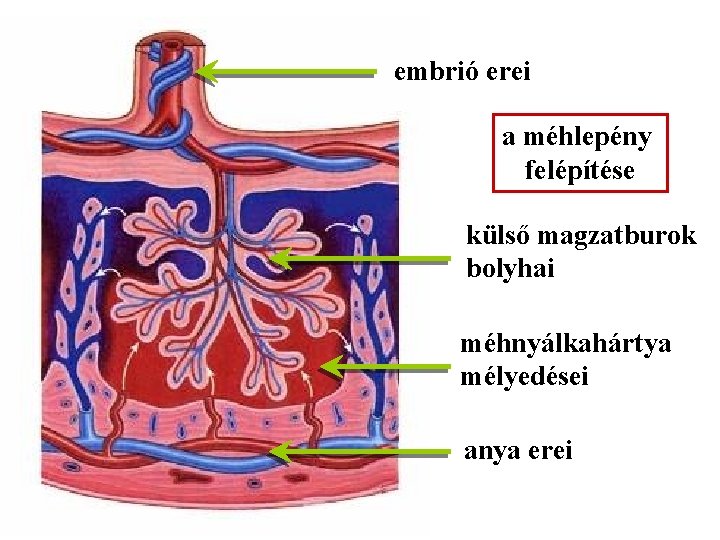 embrió erei a méhlepény felépítése külső magzatburok bolyhai méhnyálkahártya mélyedései anya erei 