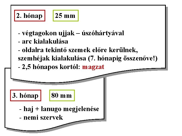 2. hónap 25 mm - végtagokon ujjak – úszóhártyával - arc kialakulása - oldalra