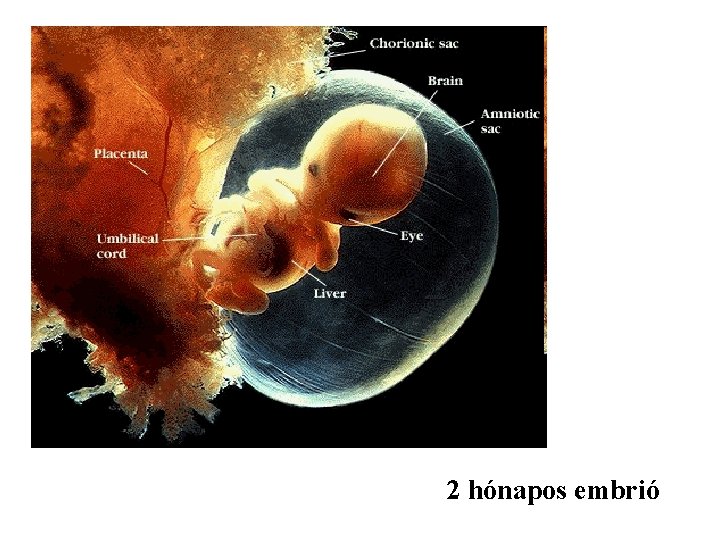 2 hónapos embrió 
