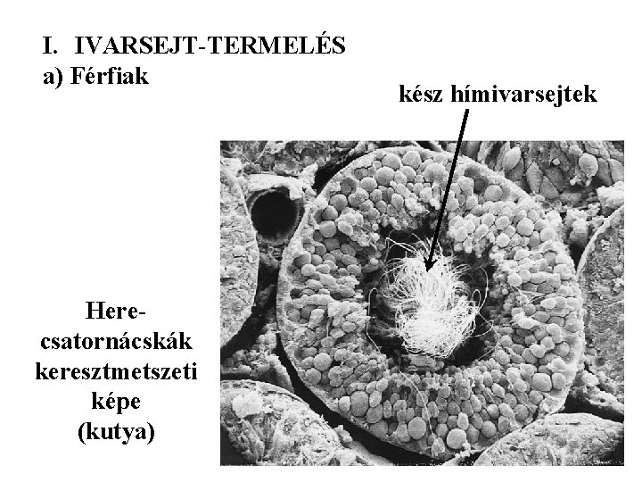 I. IVARSEJT-TERMELÉS a) Férfiak Herecsatornácskák keresztmetszeti képe (kutya) kész hímivarsejtek 